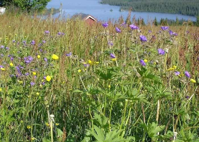 Pa Fjellet, Med Mange Turmuligheter ! Гуль